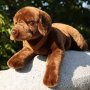 Rappa Λούτρινος Σκύλος Labrador Retriever Καφέ Ξαπλωτός 61 εκ. Eco-Friendly (230163) Rappa Λούτρινος Σκύλος Labrador Retriever Καφέ Ξαπλωτός 61 εκ. Eco-Friendly (230163)
