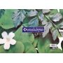 Salko Μπλοκ Φυτολόγιο 25 x 35cm (2138) Salko Μπλοκ Φυτολόγιο 25 x 35cm (2138)